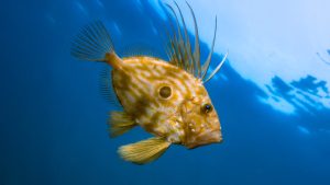 gallo-de-san-pedro-ingrediente-principal-protur-chef-2026